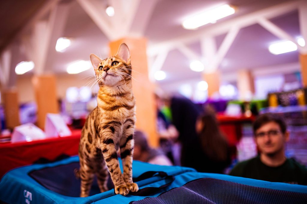 Sajam kućnih ljubimaca Tuzla 2027